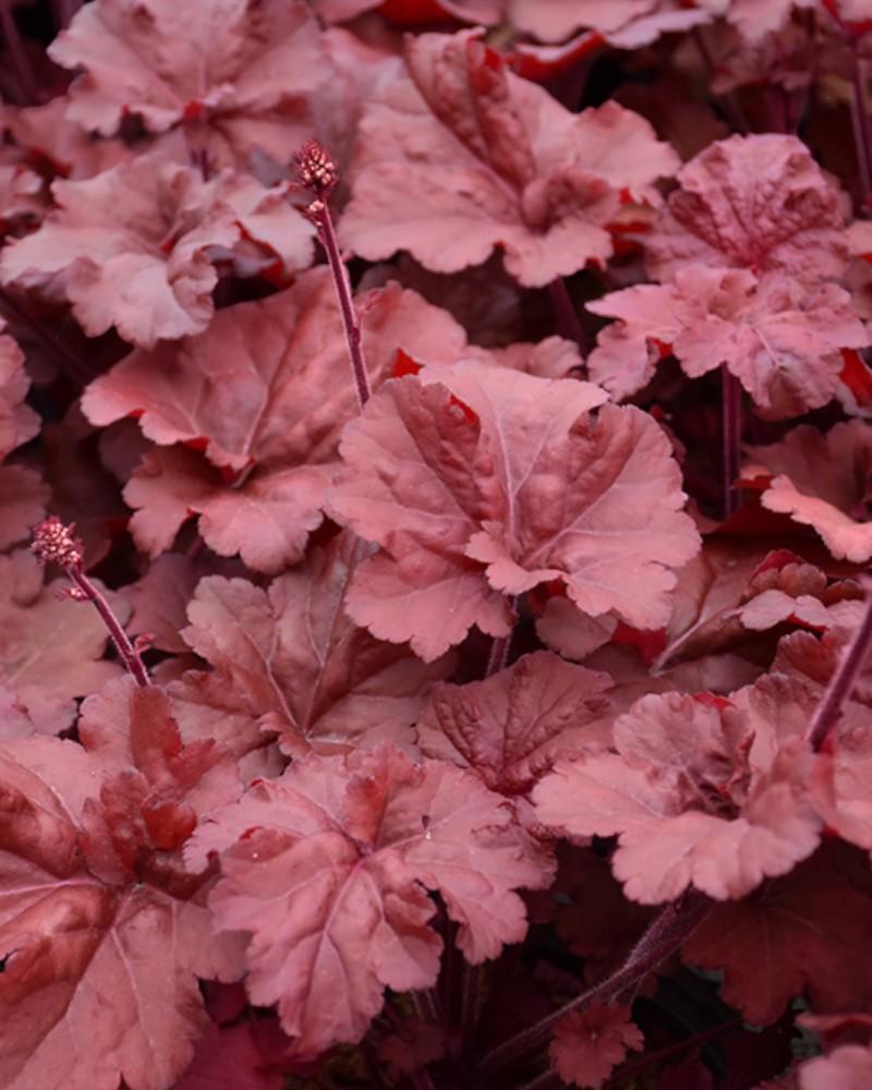 Heuchera Primo Mahogany Monster