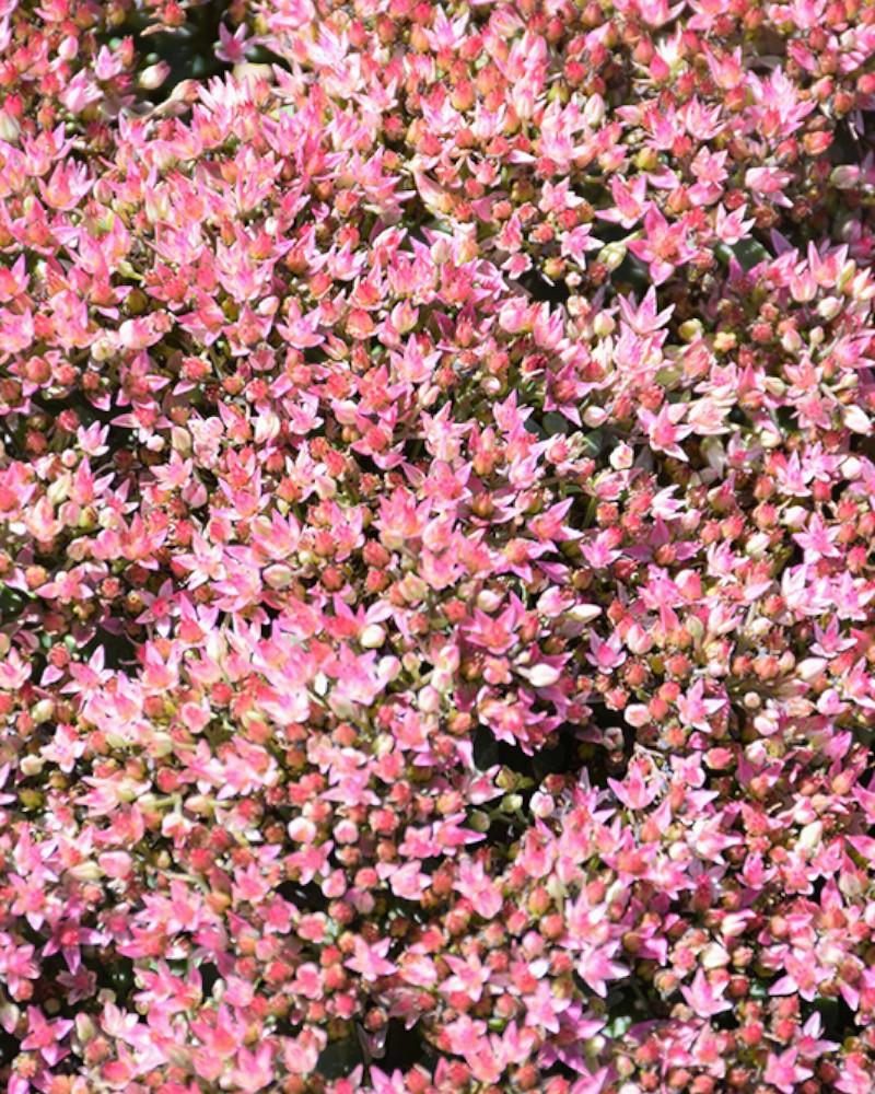 Sedum Pride and Joy