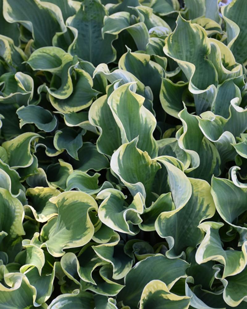 Hosta Wheee!