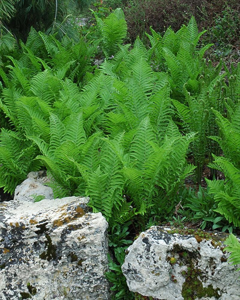 Fern Ostrich