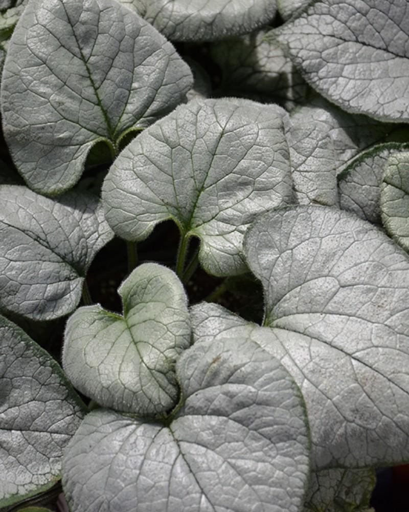 Brunnera Looking Glass