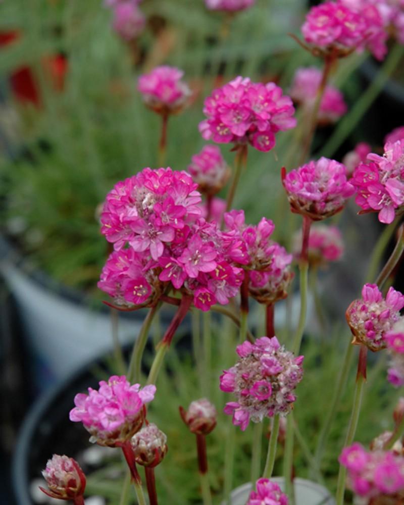 Armeria Maritima Splendens Qt