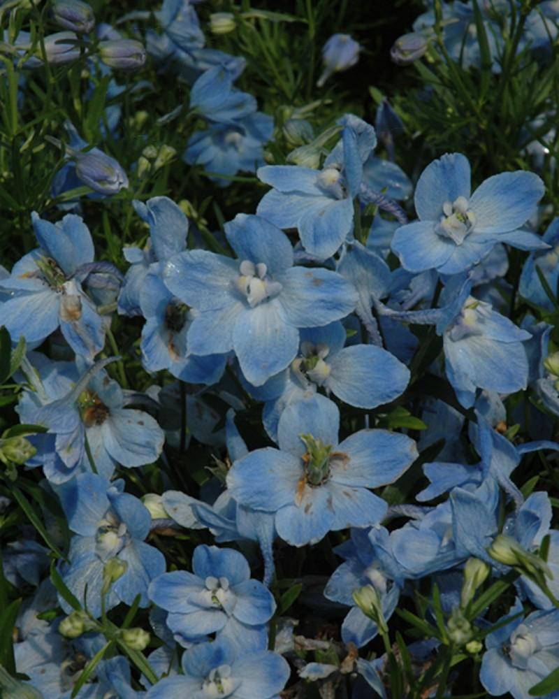 Delphinium Summer Blues Quart