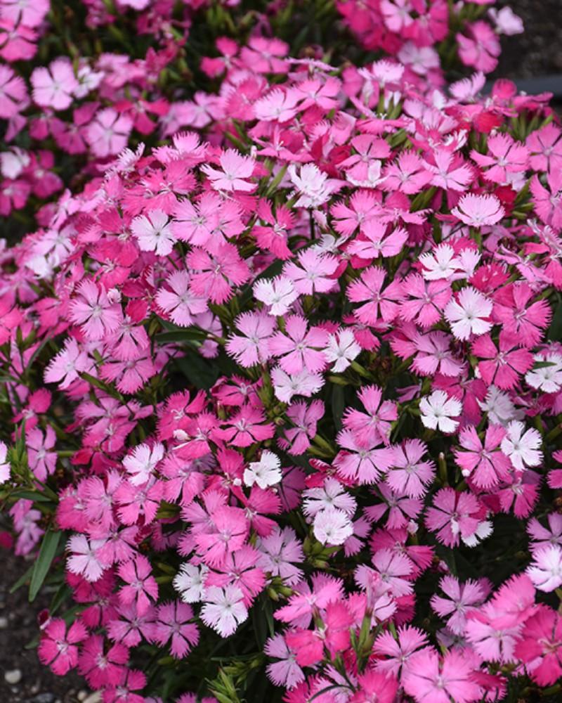 Dianthus Rockin' Pink Magic Quart