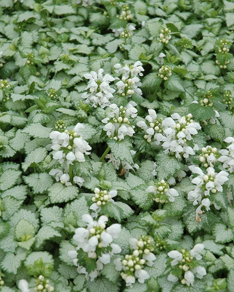 Lamium White Nancy Quart