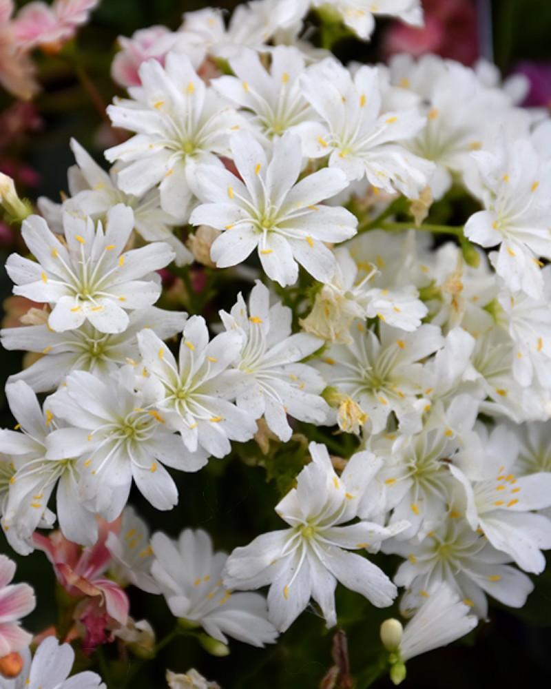 Lewisia Elise Mixed Quart