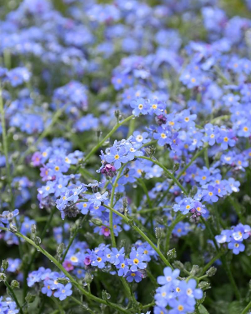 Myosotis Victoria Blue Quart