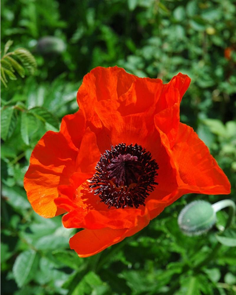 Papaver Oriental Allegro Quart