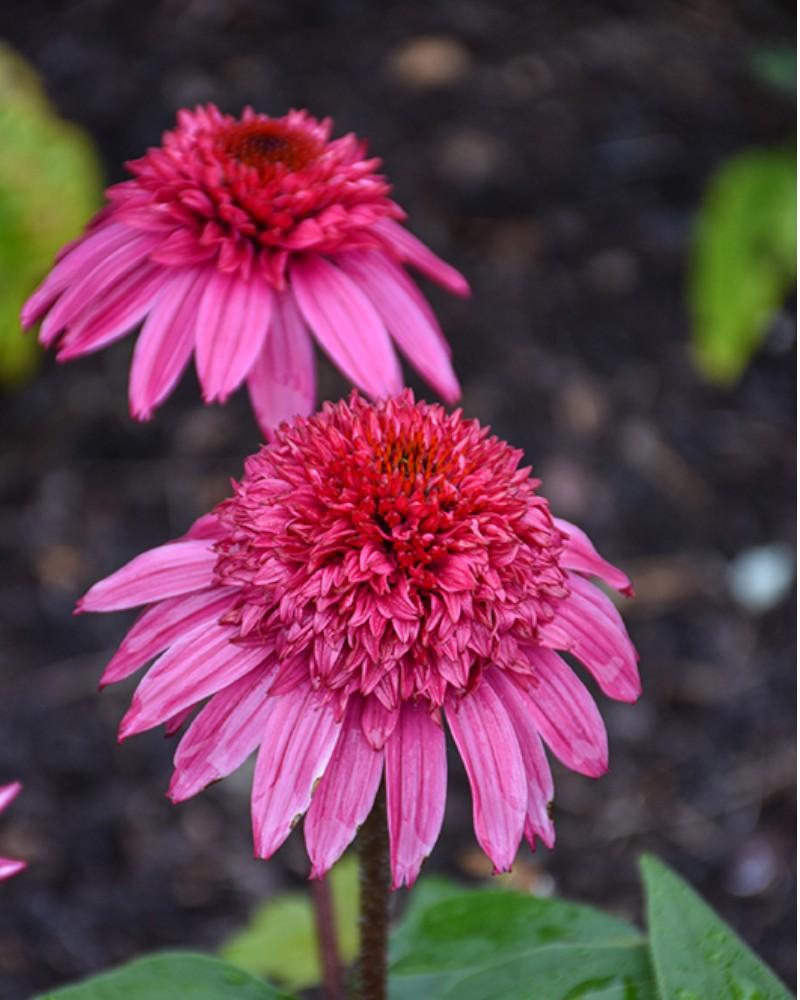Echinacea Watermelon Deluxe