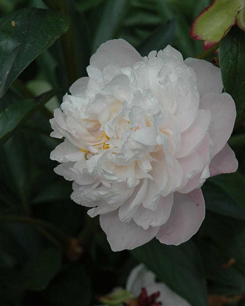 Paeonia Lady Alexandra Duff