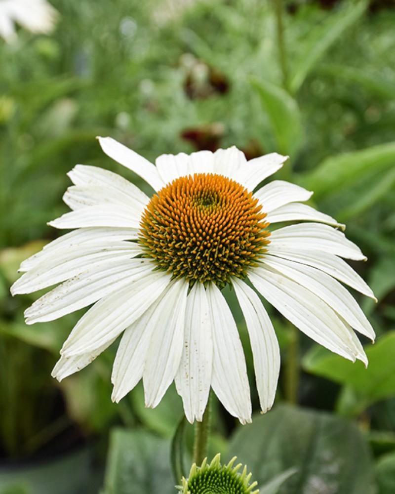 Echinacea Happy Star
