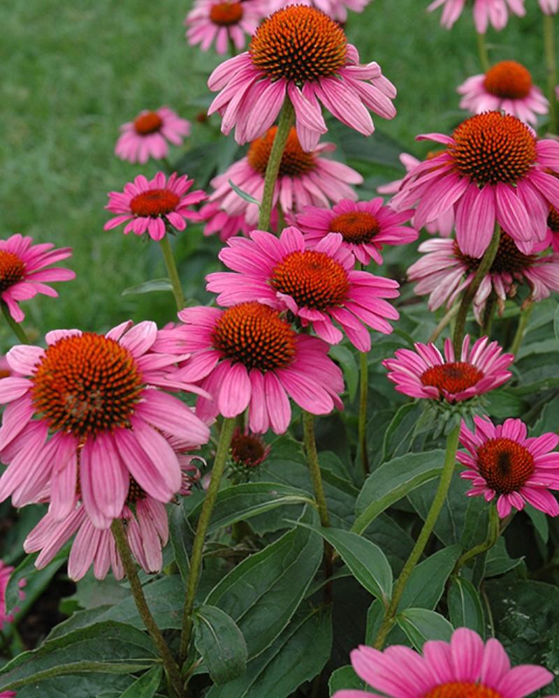 Echinacea Ruby Star