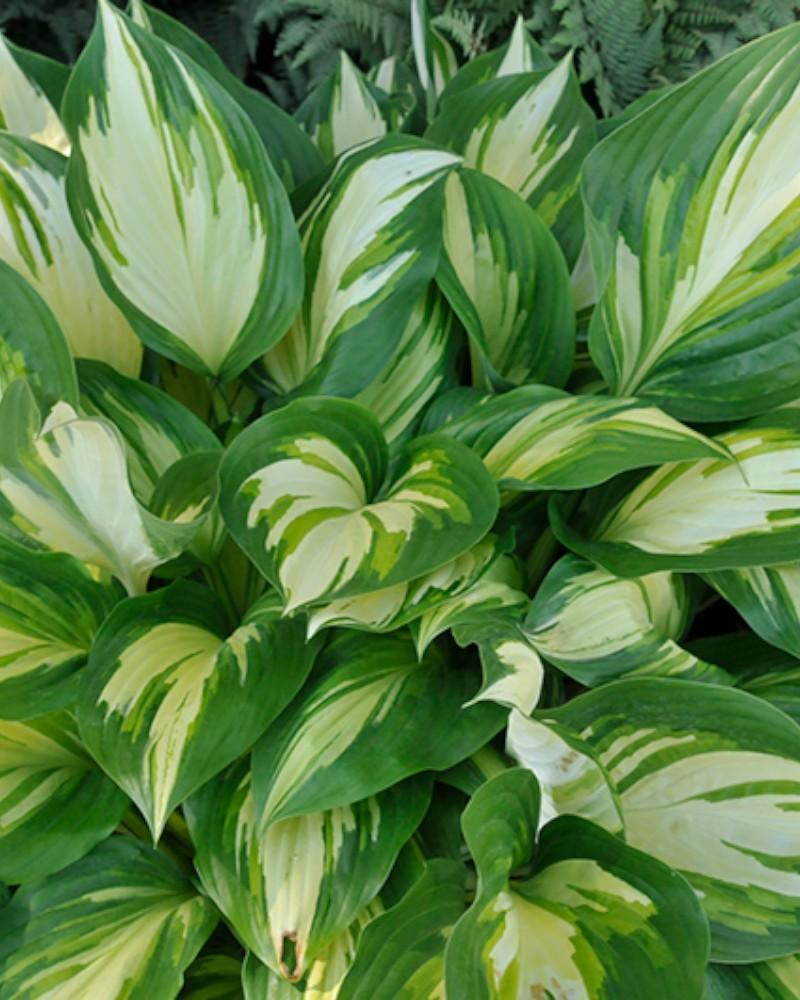 Hosta Miss America