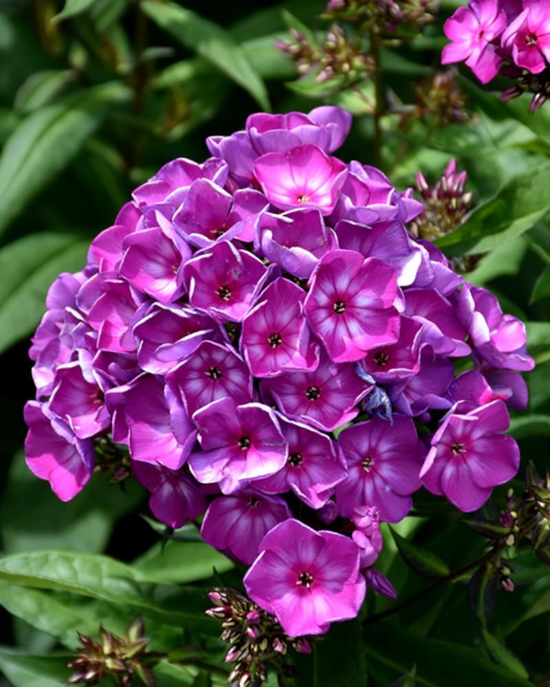 Phlox Grape Lollipop
