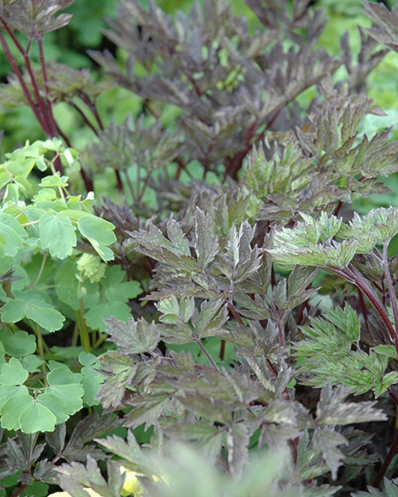 Cimicifuga Hillside Black Beauty