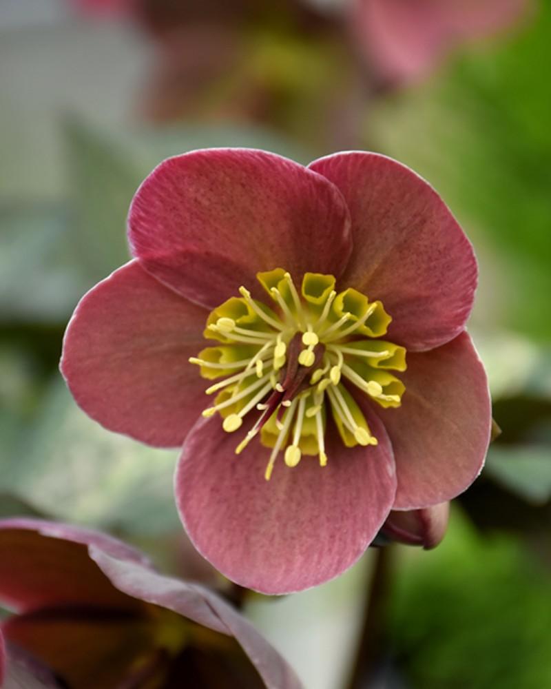 Helleborus Pippa's Purple