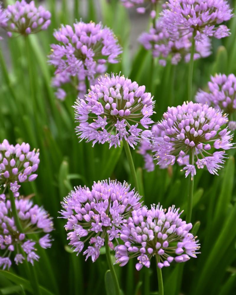 Allium Summer Beauty