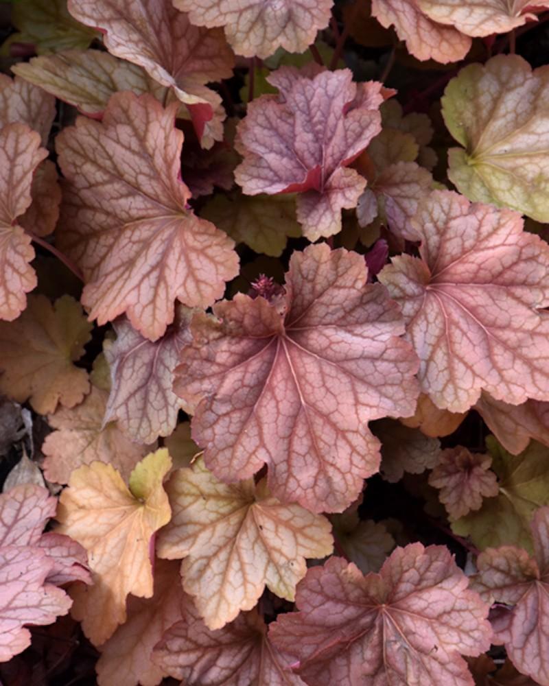 Heuchera Watermelon