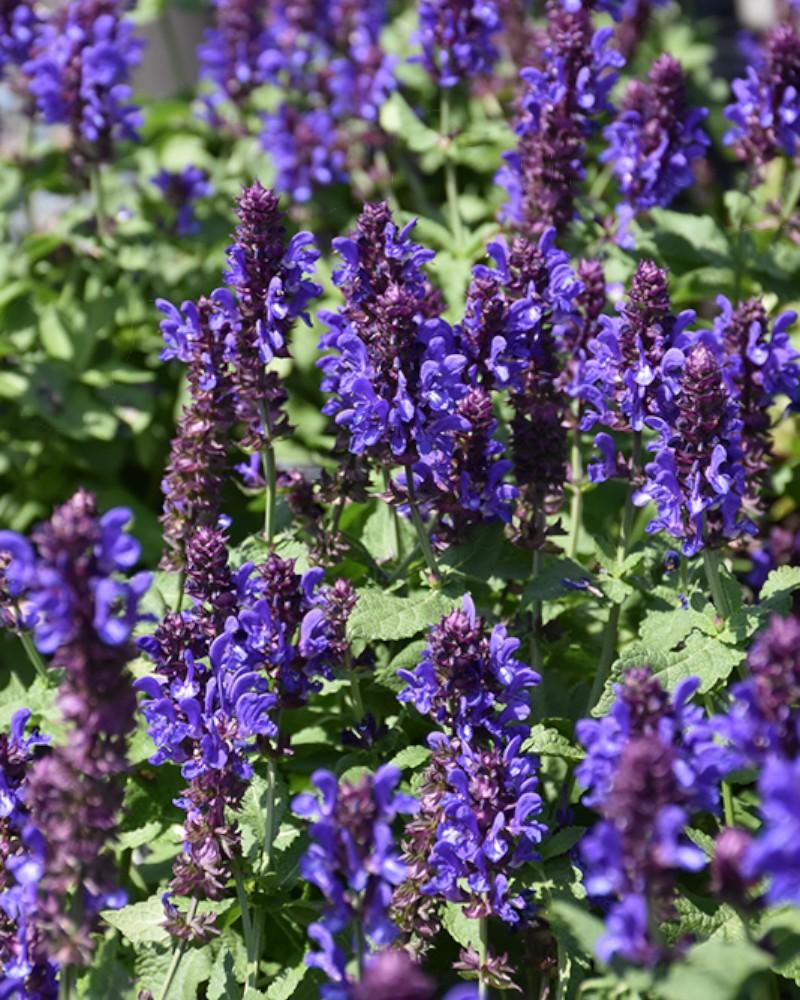 Salvia Blue Marvel