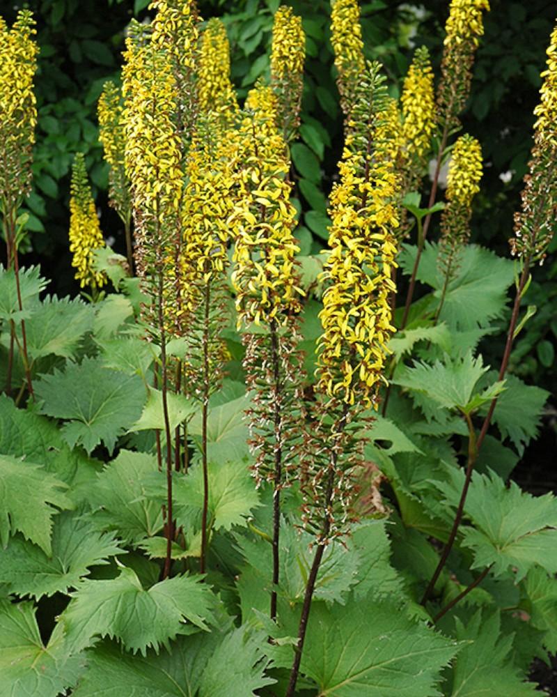 Ligularia The Rocket