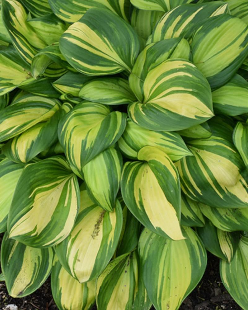 Hosta Rainbow's End
