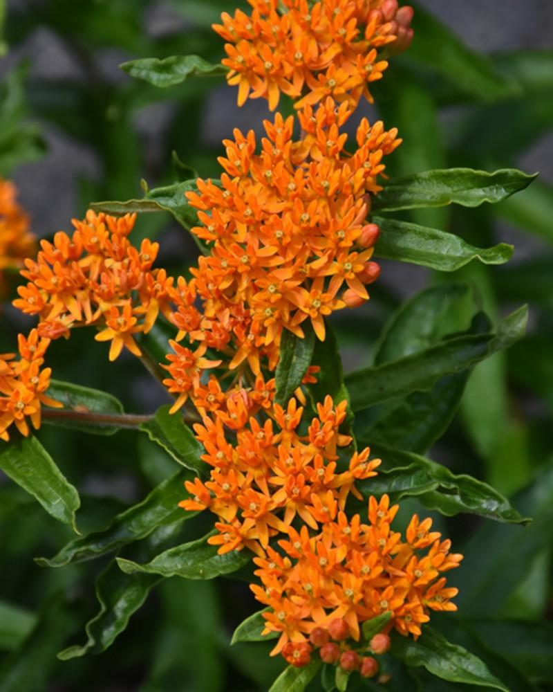 Asclepias Tuberosa