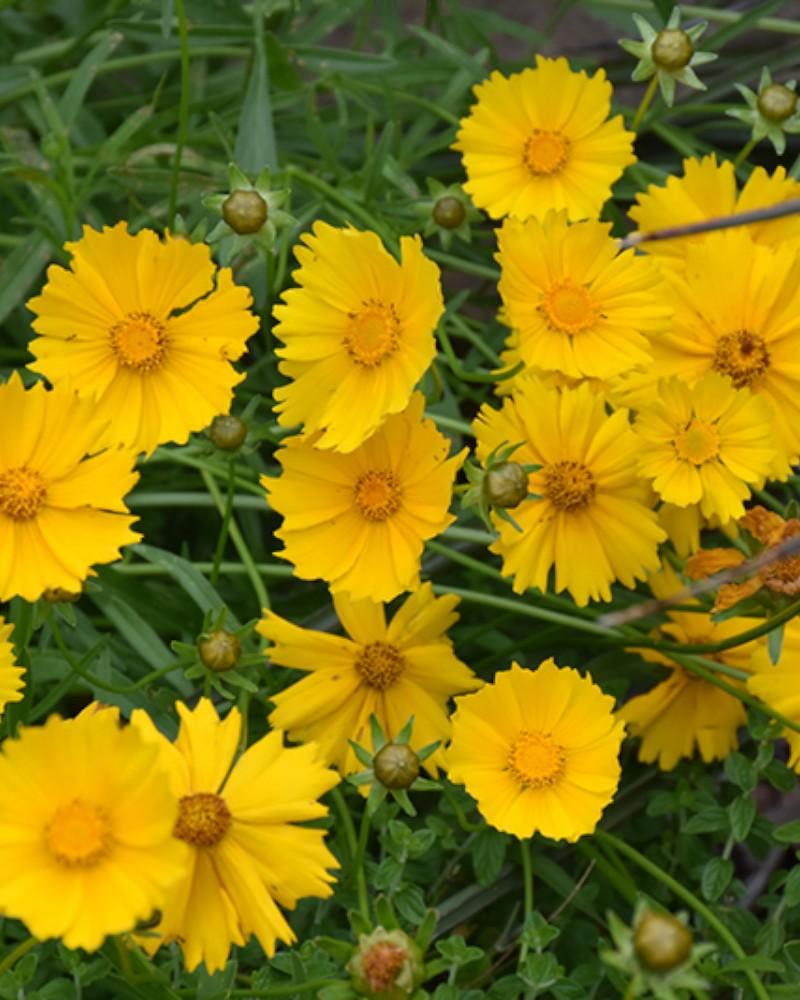 Coreopsis Lanceolata