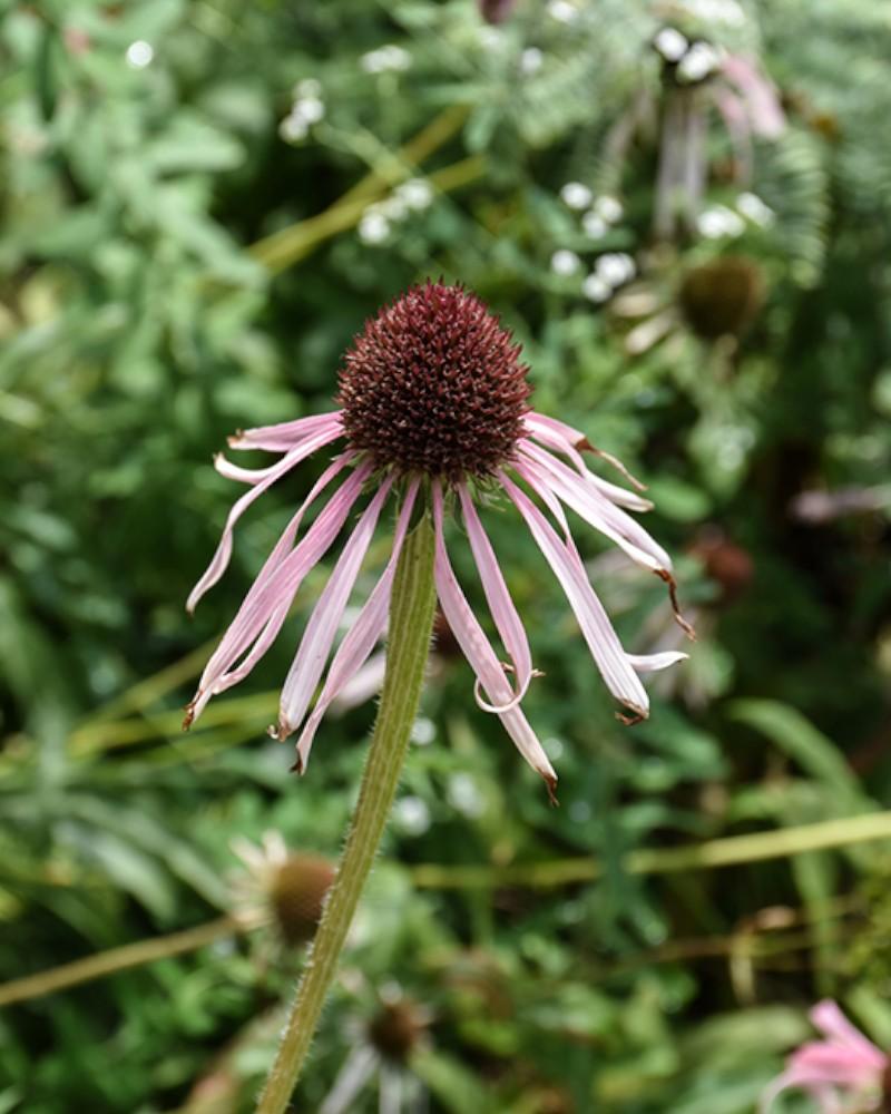 Echinacea Pallida