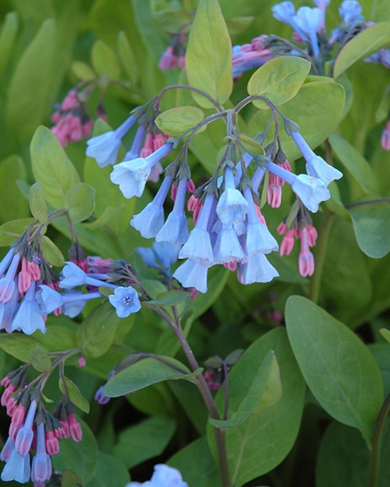Mertensia Virginica