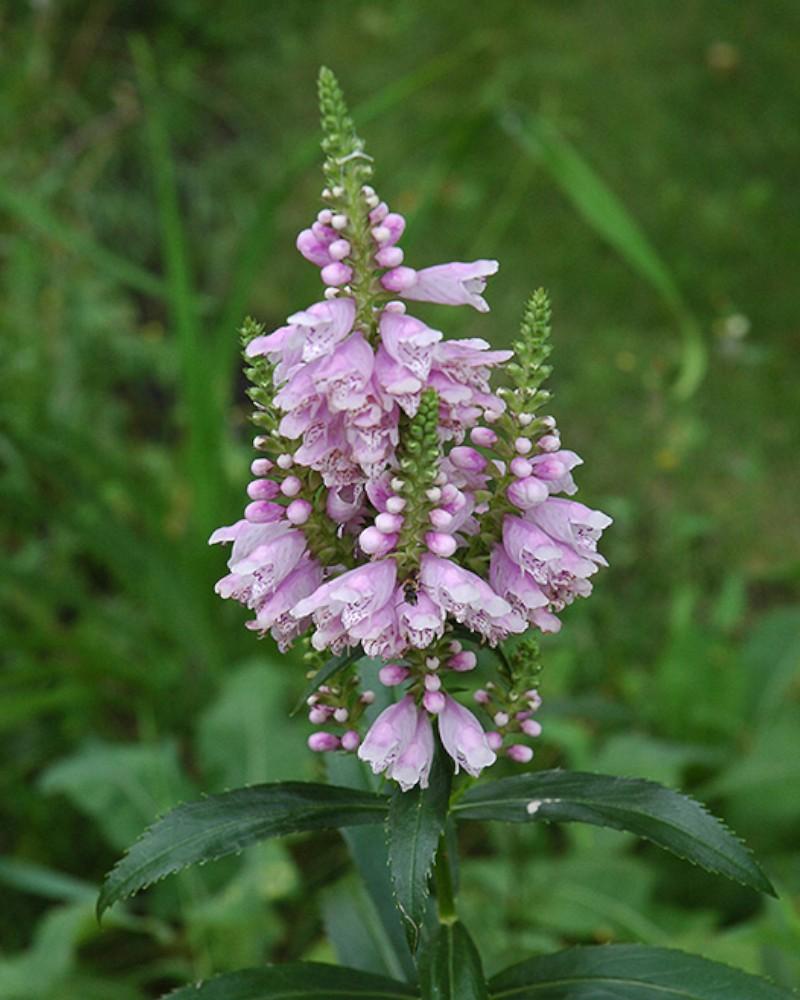 Physostegia Virginiana
