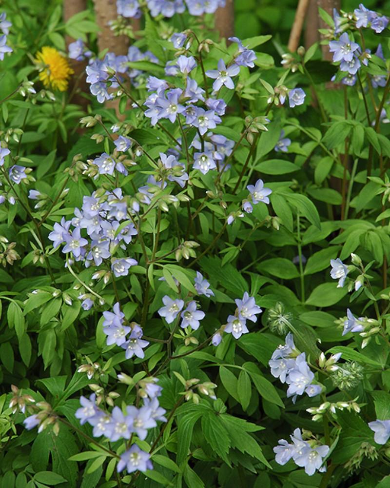 Polemonium Reptans