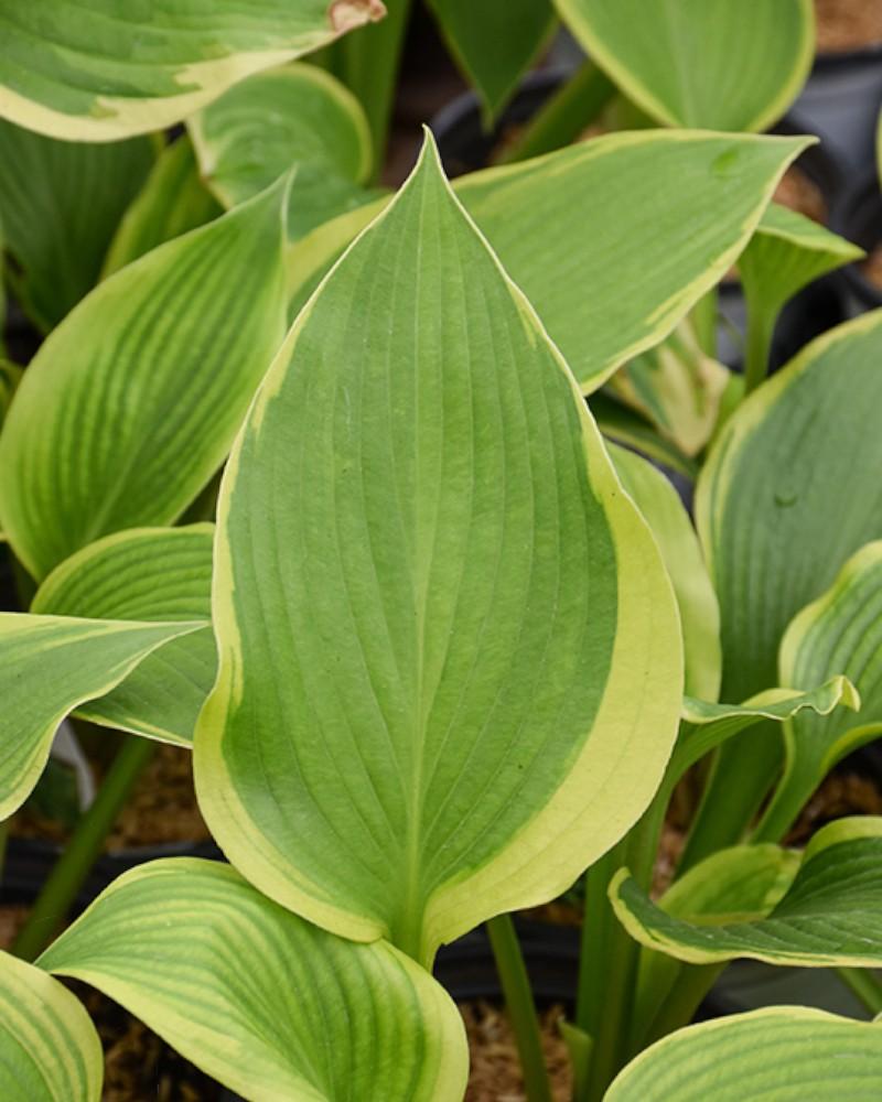 Hosta Lone Star
