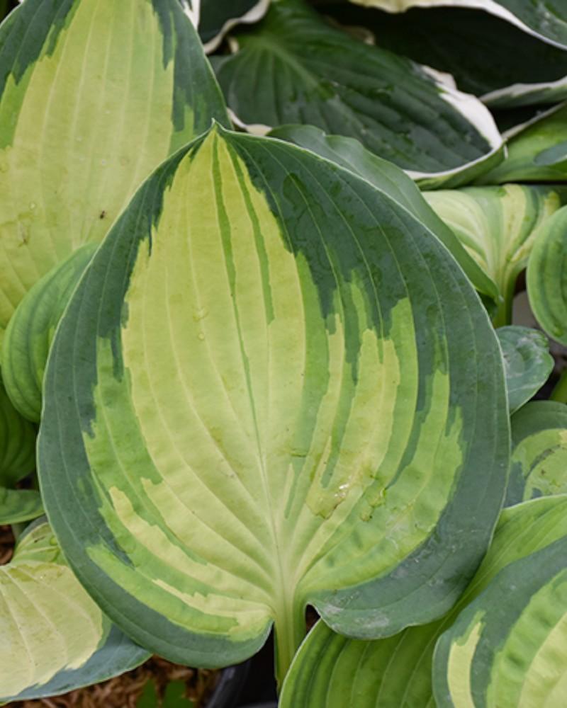Hosta Sound of Music