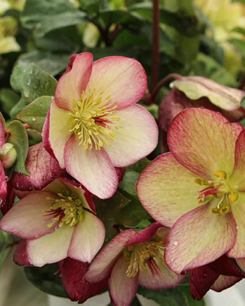 Helleborus Ice and Roses