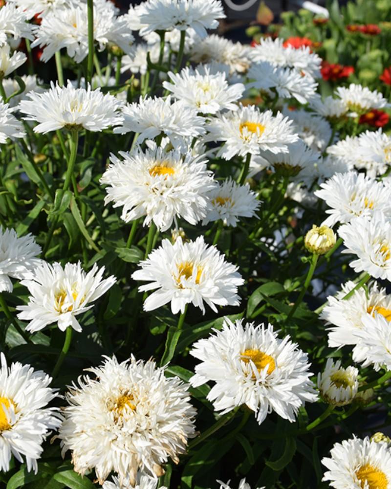 Leucanthemum Sweet Daisy Rebecca