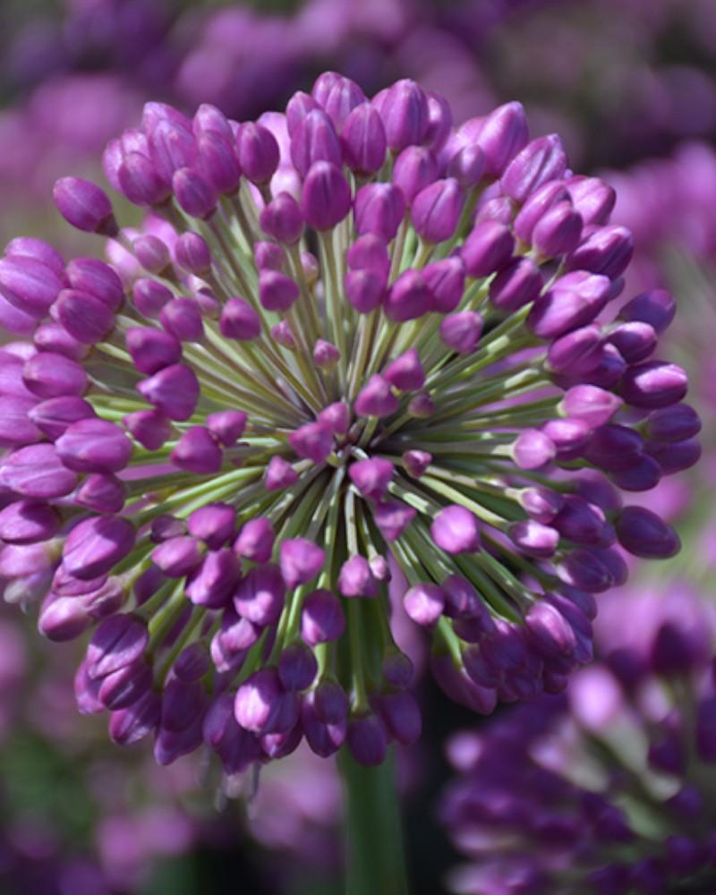 Allium Lavender Bubbles