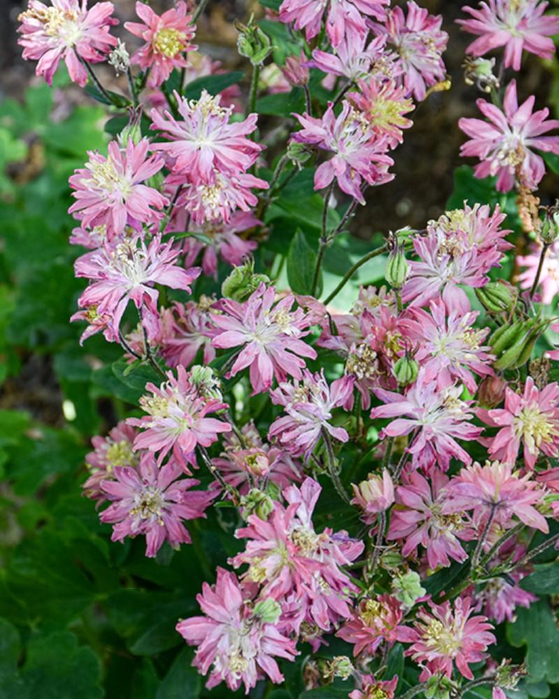 Aquilegia Clementine Salmon Rose