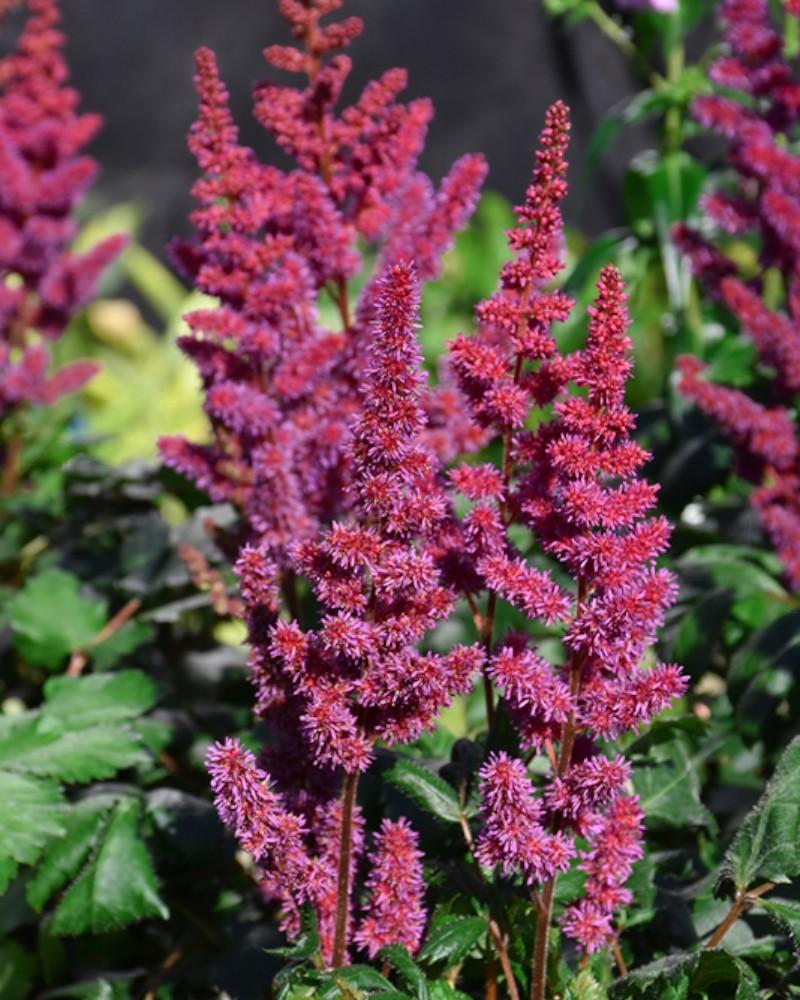 Astilbe Visions In Red