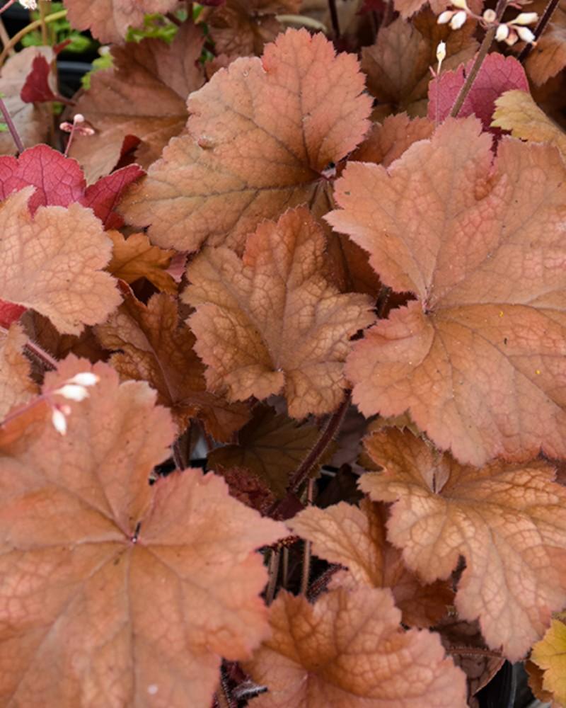 Heuchera Toffee Tart