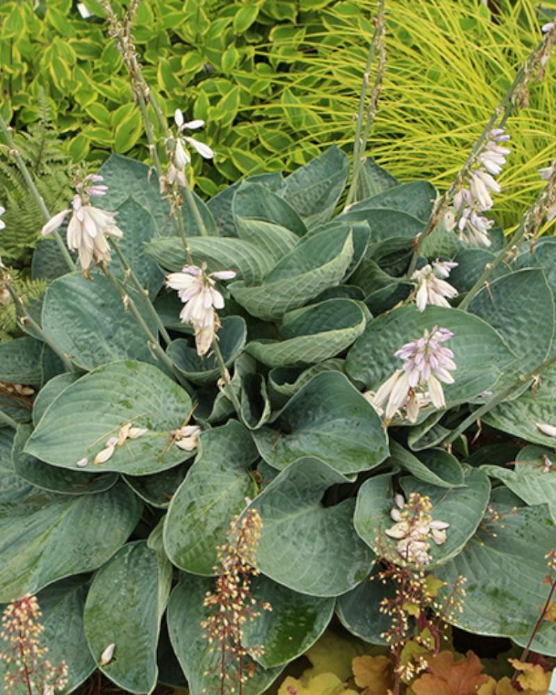 Hosta Above the Clouds