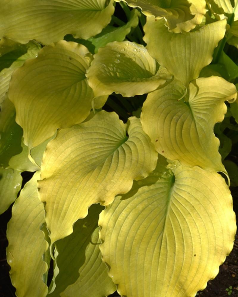 Hosta Echo the Sun
