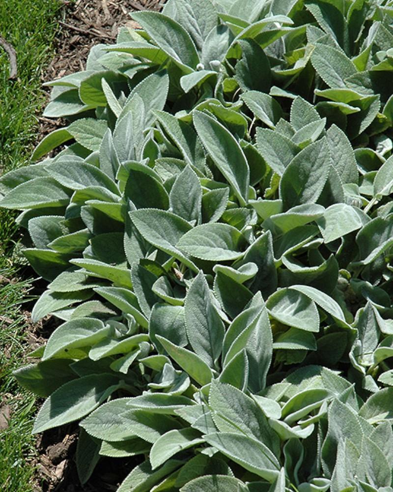 Stachys Big Ears