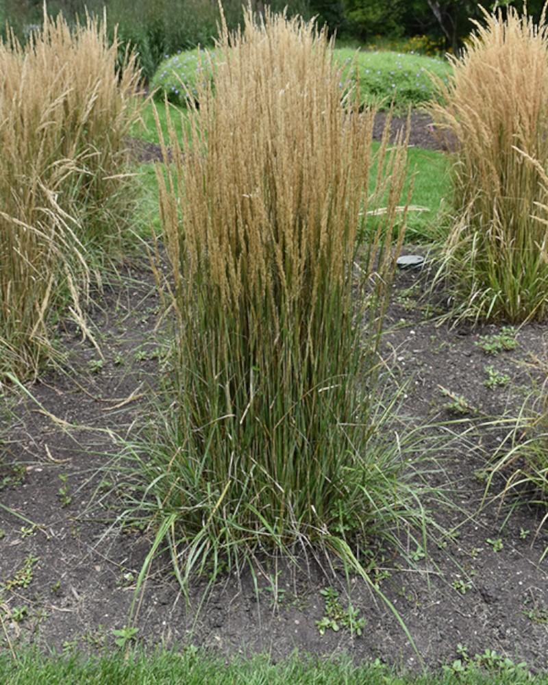 Grass Calamagrostis Hello Spring