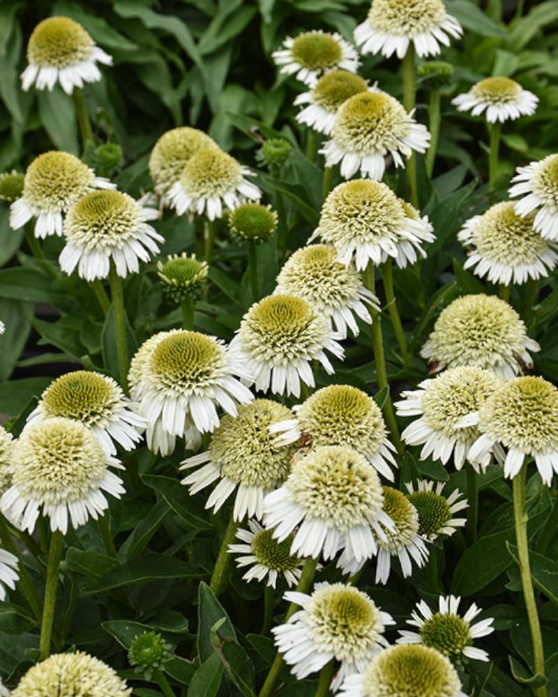 Echinacea Delicious Nougat