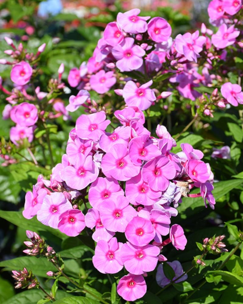 Phlox Luminary Prismatic Pink