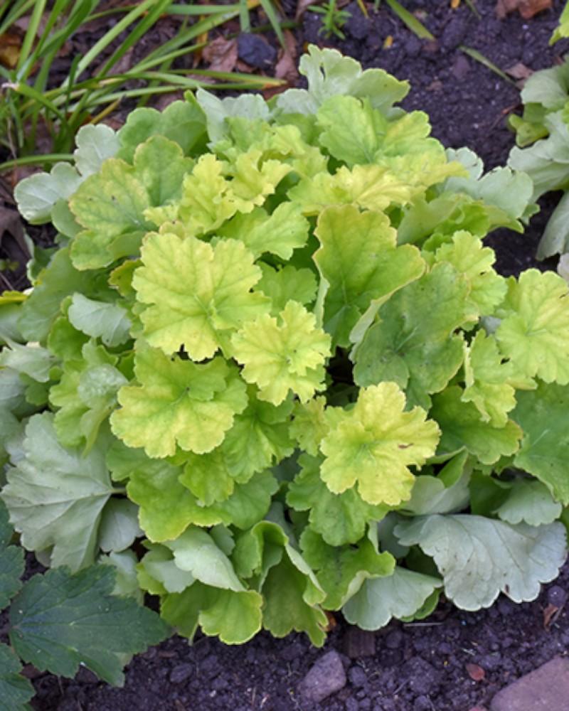 Heuchera Northern Exposure Lime