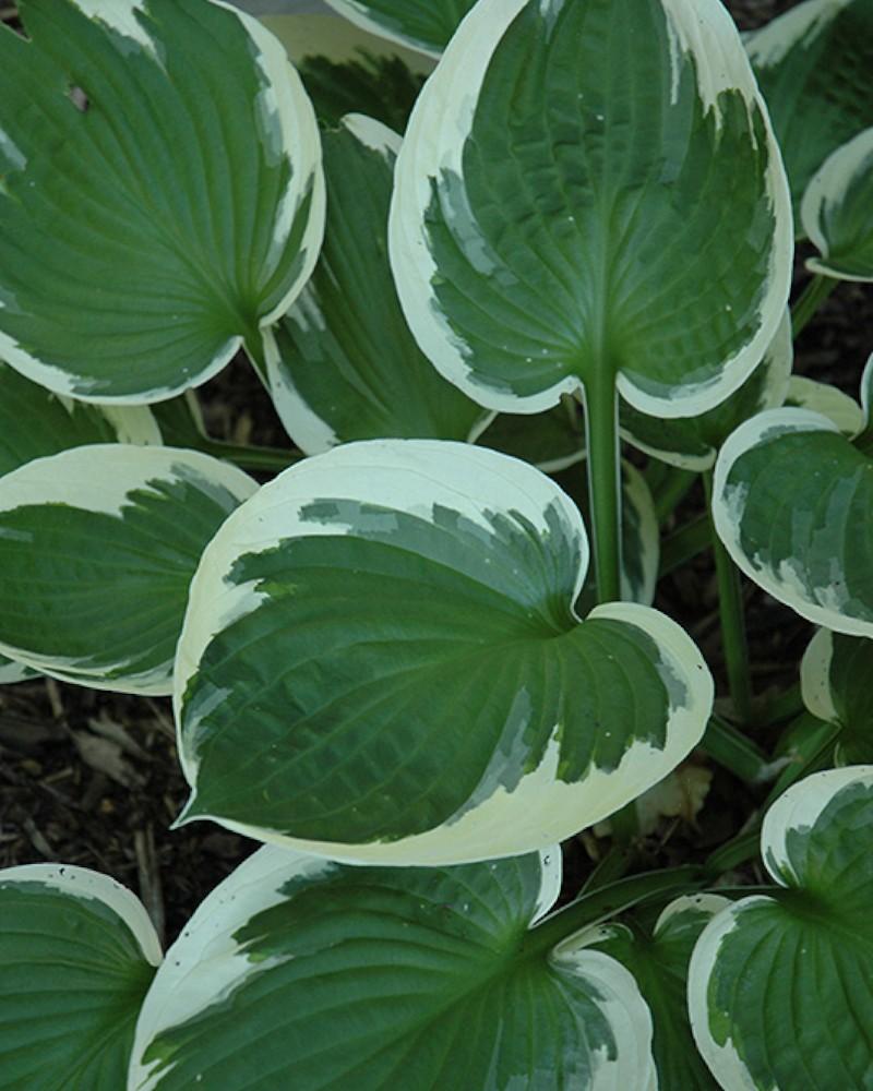 Hosta Minuteman