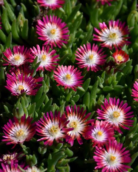 Delosperma Jewel Of Desert Ruby