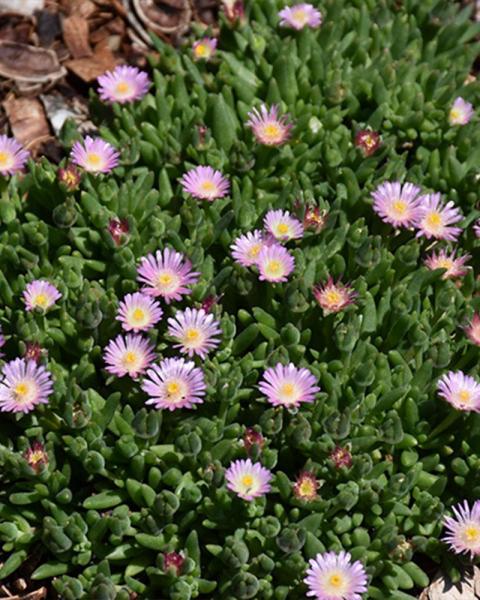 Delosperma Jewel Of Desert Rosequartz