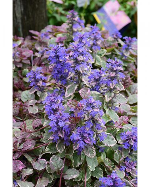 Ajuga Burgundy Glow 6-Pack